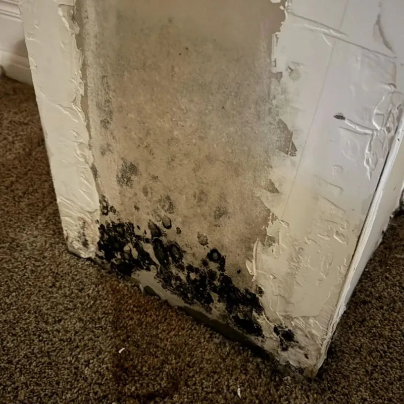 Professional Mold Removal in Sheridan County, MT